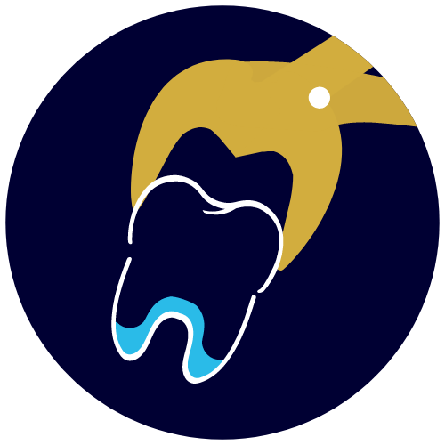 Chirurgie orale et stomatologie comme: extractions dentaires, retrait de kystes, pose d’implants et greffes pré-implantaires.
